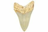 Serrated, Fossil Megalodon Tooth - North Carolina #245747-1